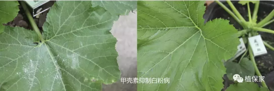 江西甲壳素水溶肥厂家是哪里的(骗局？这些肥料的性能作用不一样)