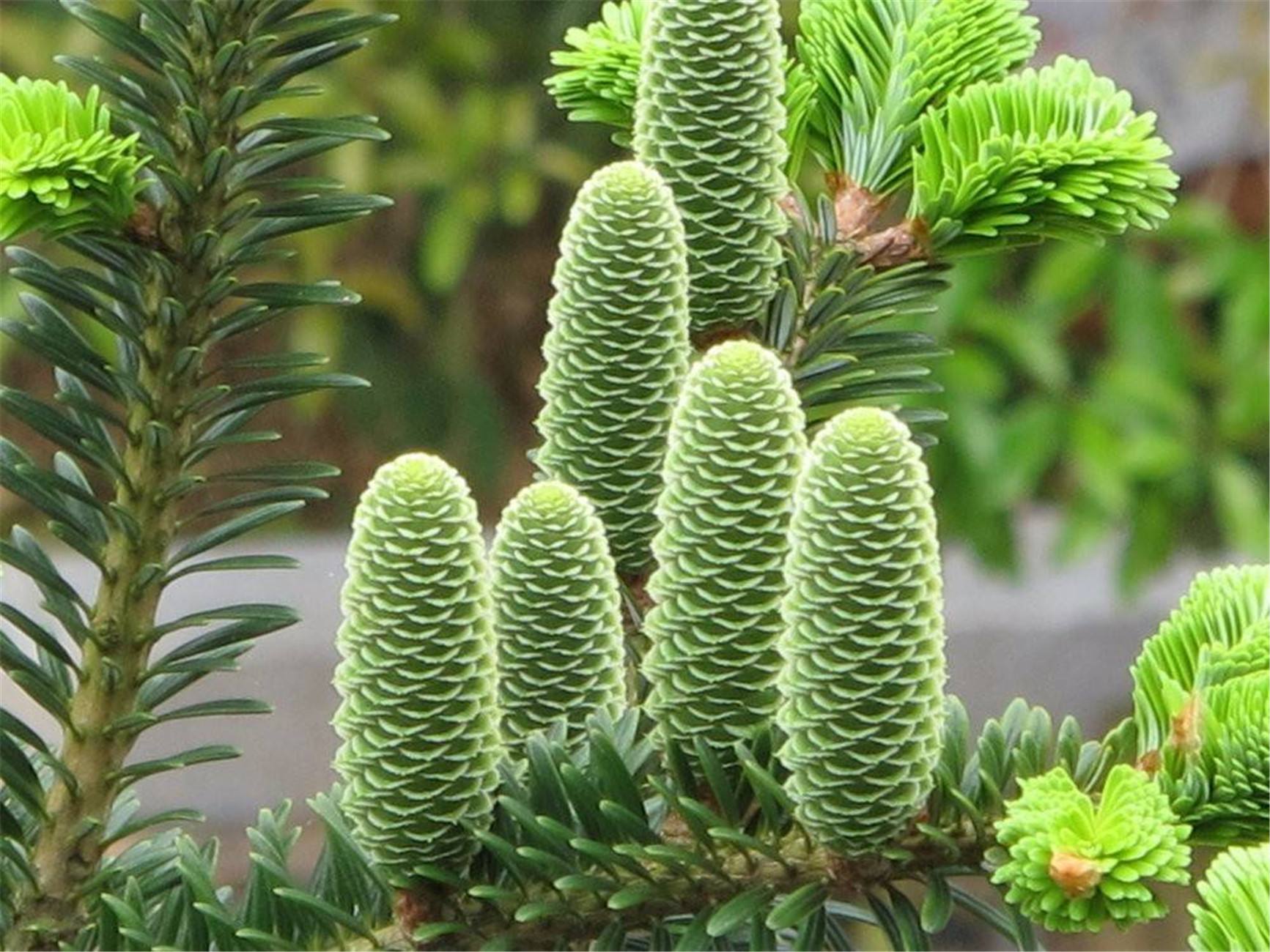 人间草木 | 我国濒危珍稀植物(三)——松科