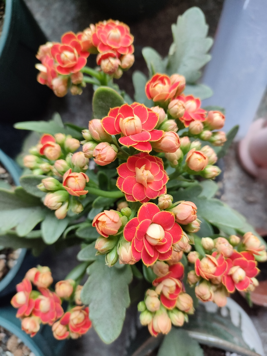 長壽花圖片,長壽花圖片大全