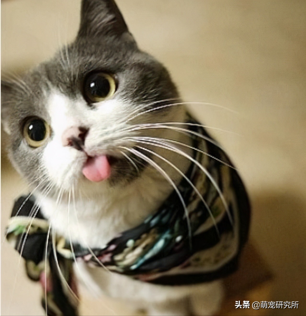 一定要让猫咪远离这几样东西，否则后果不堪设想