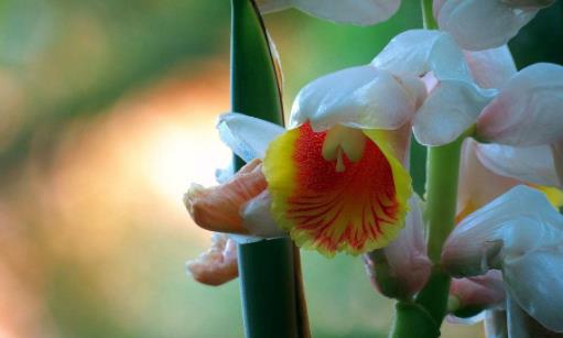 娉娉袅袅十三余豆蔻梢头二月初 古诗词中的豆蔻少女并非纯洁美好