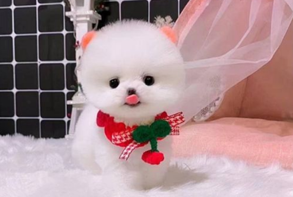 茶杯犬小狗多少钱一只杯子狗多少钱一只