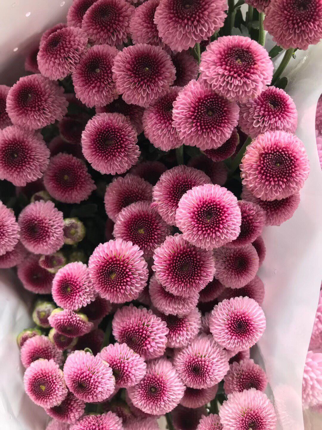 小雏菊花期（小雏菊花期较长养护得当可更长）