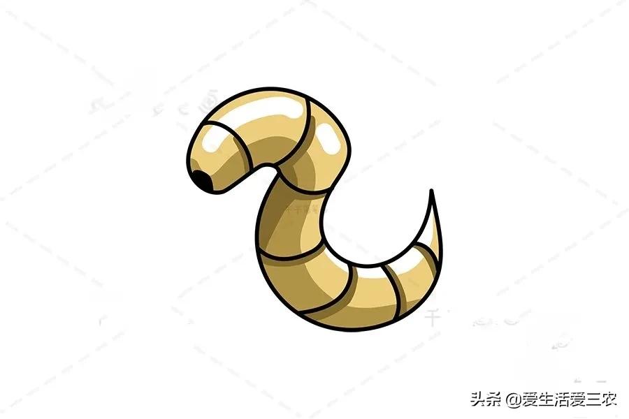 黃粉蟲收購,黃粉蟲收購商的聯系方式