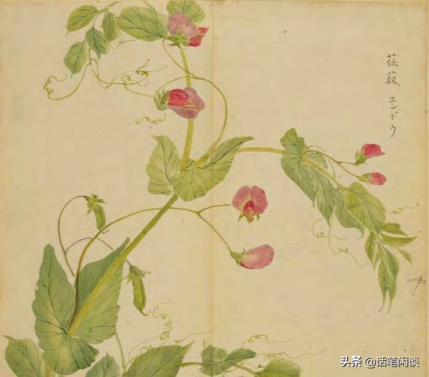 日本学者用心为《诗经》编了数百种图解，万物有灵，又美又细腻