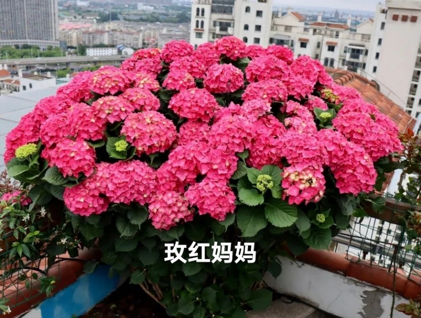 绣球花品种（看完就知道如何选择适合的绣球花）