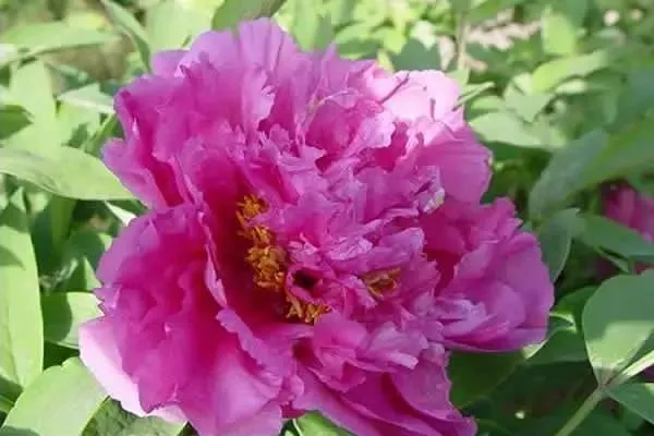 100种名贵牡丹鉴赏 绘画好素材（报花名）
