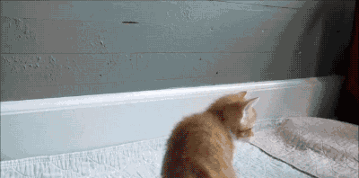 貓咪為啥會揍我？是我做錯了什么嗎？