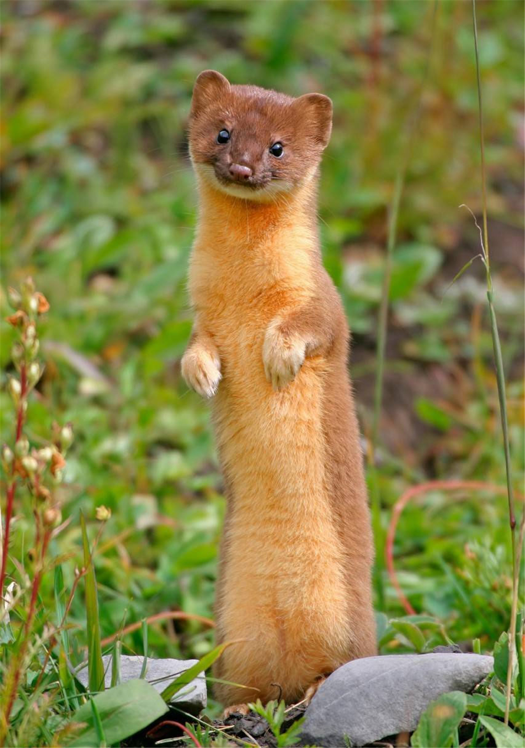 黄鼠狼全身是宝,为何很少有人愿意养殖?养殖户:它可不好伺候