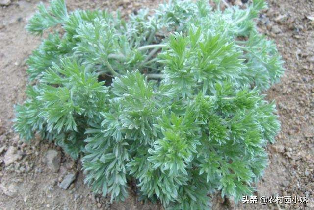 近年来很火的植物，既能当蔬菜也能当药材，茵陈你知道吗