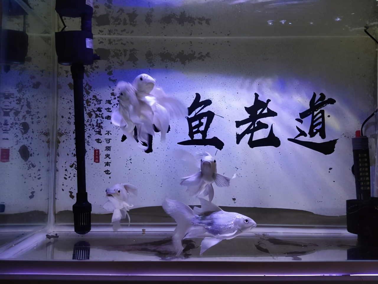 什么魚(yú)吃魚(yú)屎,