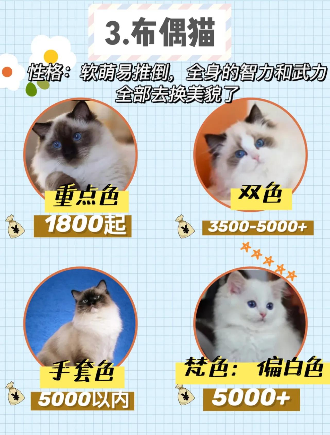 虎斑猫价格,宠物虎斑猫价格