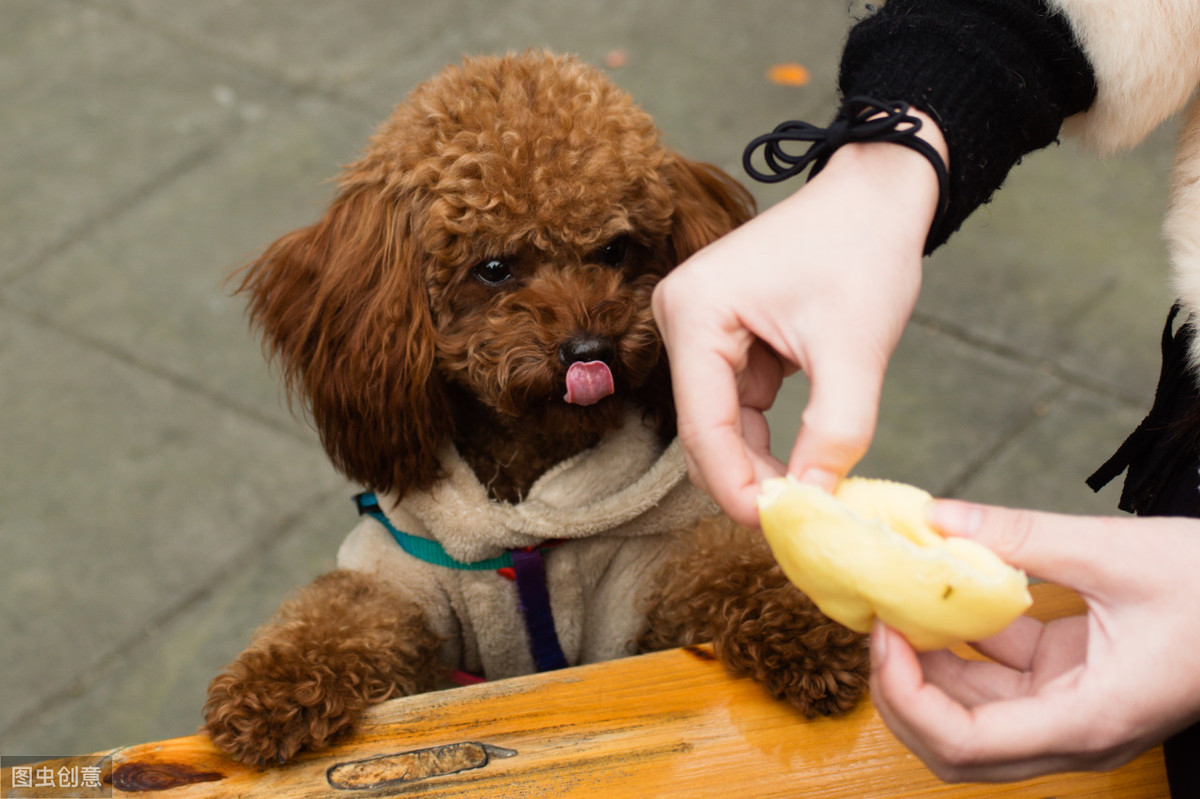 贵宾犬图片（贵宾犬常见的6种颜色和罕见的4种颜色）