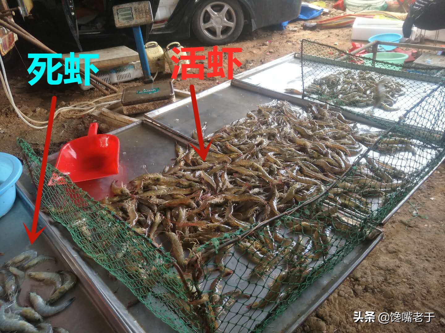 大虾保鲜：直接扔冰箱是错的，虾贩教你一招，冻一年仍鲜嫩有弹性