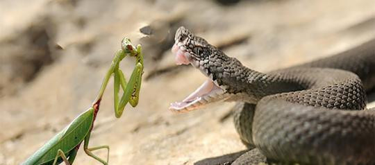 蛇为什么怕螳螂？原来“猫腻”在这里-第3张图片