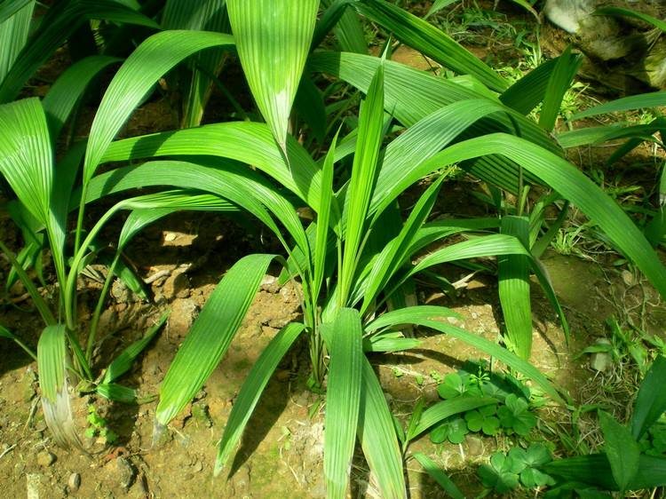 仙茅,適用於陽萎精冷,小便不禁,心腹冷痛,腰膝冷痺