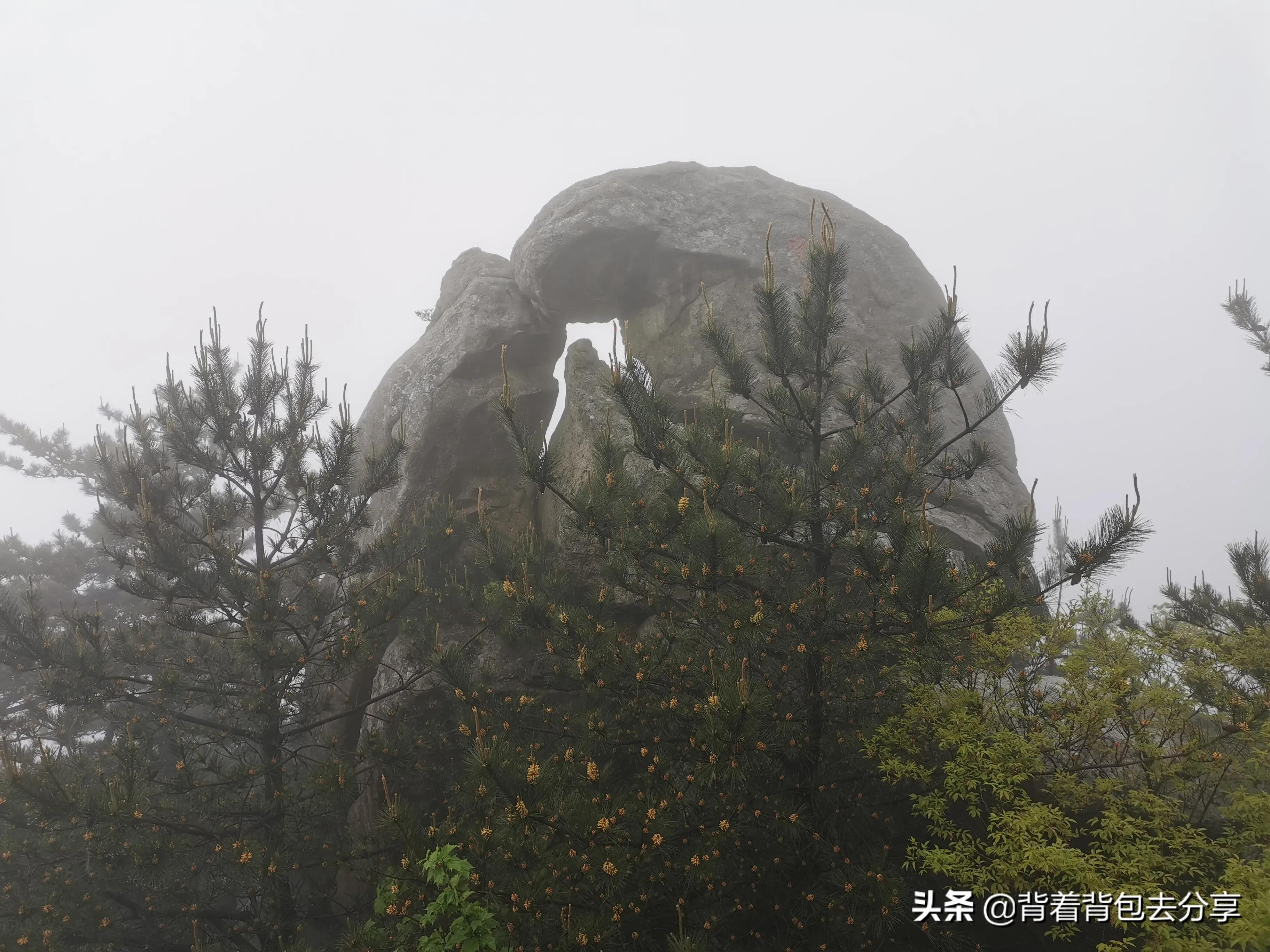 最美四月天，麻城看杜鹃，最实用的攻略信息，避免错过花期时间