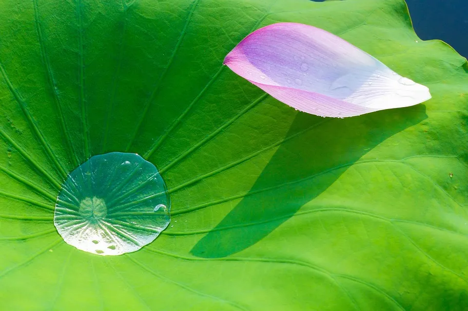 比手机还小的晴雨两用伞，防晒还能阻隔紫外线，白白嫩嫩过夏季