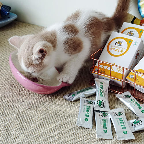 猫咪突然拉肚子了，该怎么办？