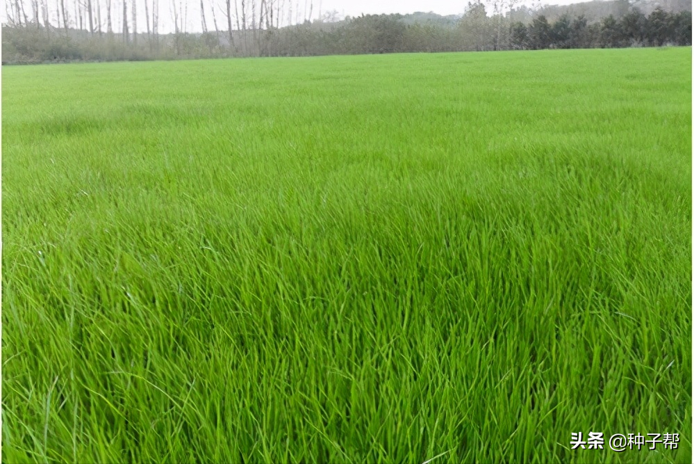 高羊茅如何建植和养护?成坪速度快,易管理,绿化,护坡效果好