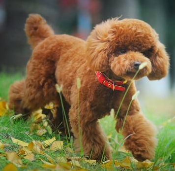 而绝育可以很好地减少疾病的发生,从侧面就能够延长泰迪犬的寿命,因为