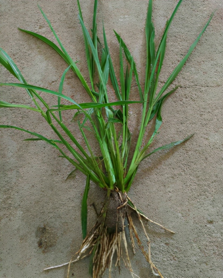 稗草:农田的恶性害草,像极了水稻,20年前当粮食吃,酿酒是极品