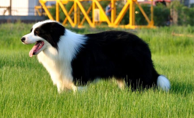 边牧犬多少钱(边牧狗粮品牌性价比高的) - 价格百科