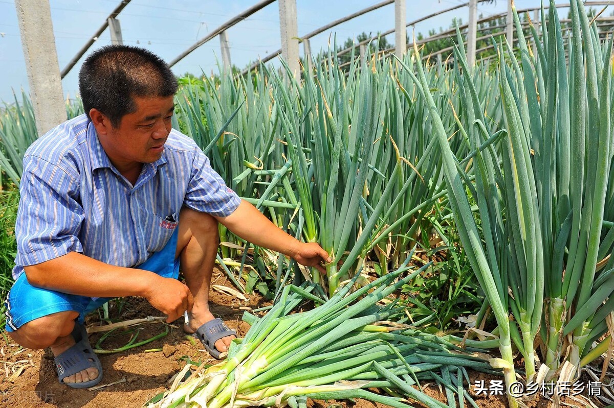 大葱移栽时间和方法（大葱春季移栽时间）-第4张图片-科灵网