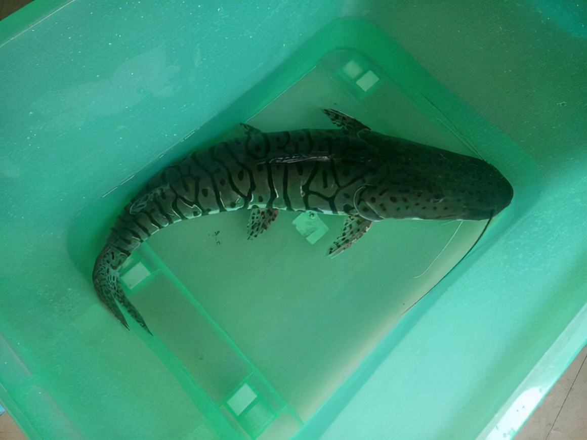 今日广东本地鲶鱼价格(广东本地鲶鱼种类)