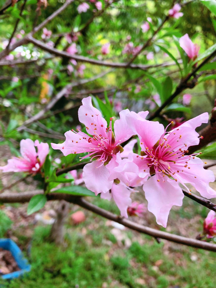 三月的美好寓意（12个月有12种代表花介绍）