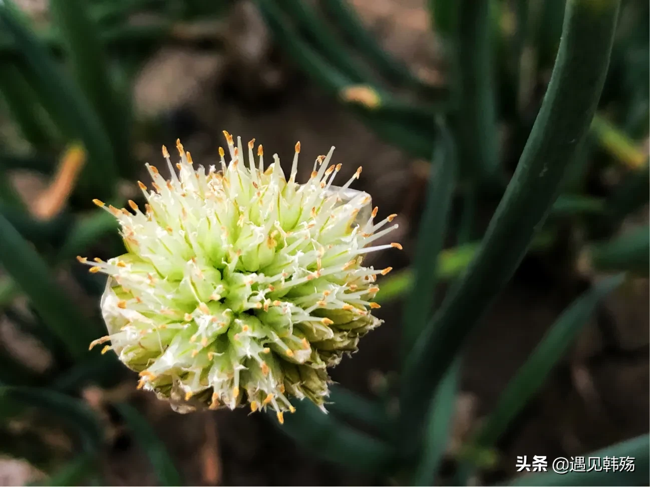 楼顶的天台，方寸之地，繁花似锦，就像一个人的秘密花园