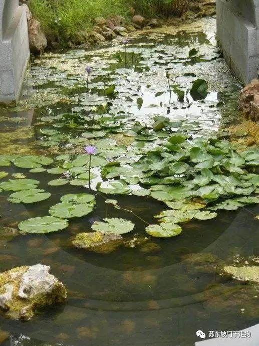 花中睡美人，时入梦中也是一种幸福