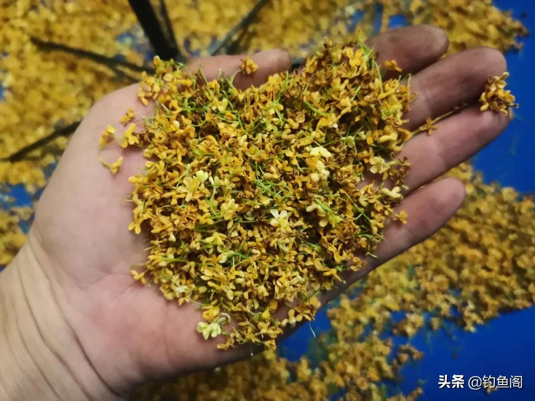 手把手教你制作桂花药酒,钓鲫鱼效果很好,制作简单还省钱