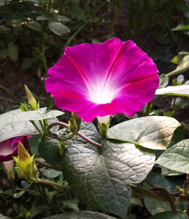 花草的图片大全（100种常见花图鉴一览表）