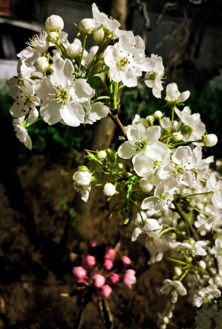 博山夜色春华俏，樱花玉兰枝头闹