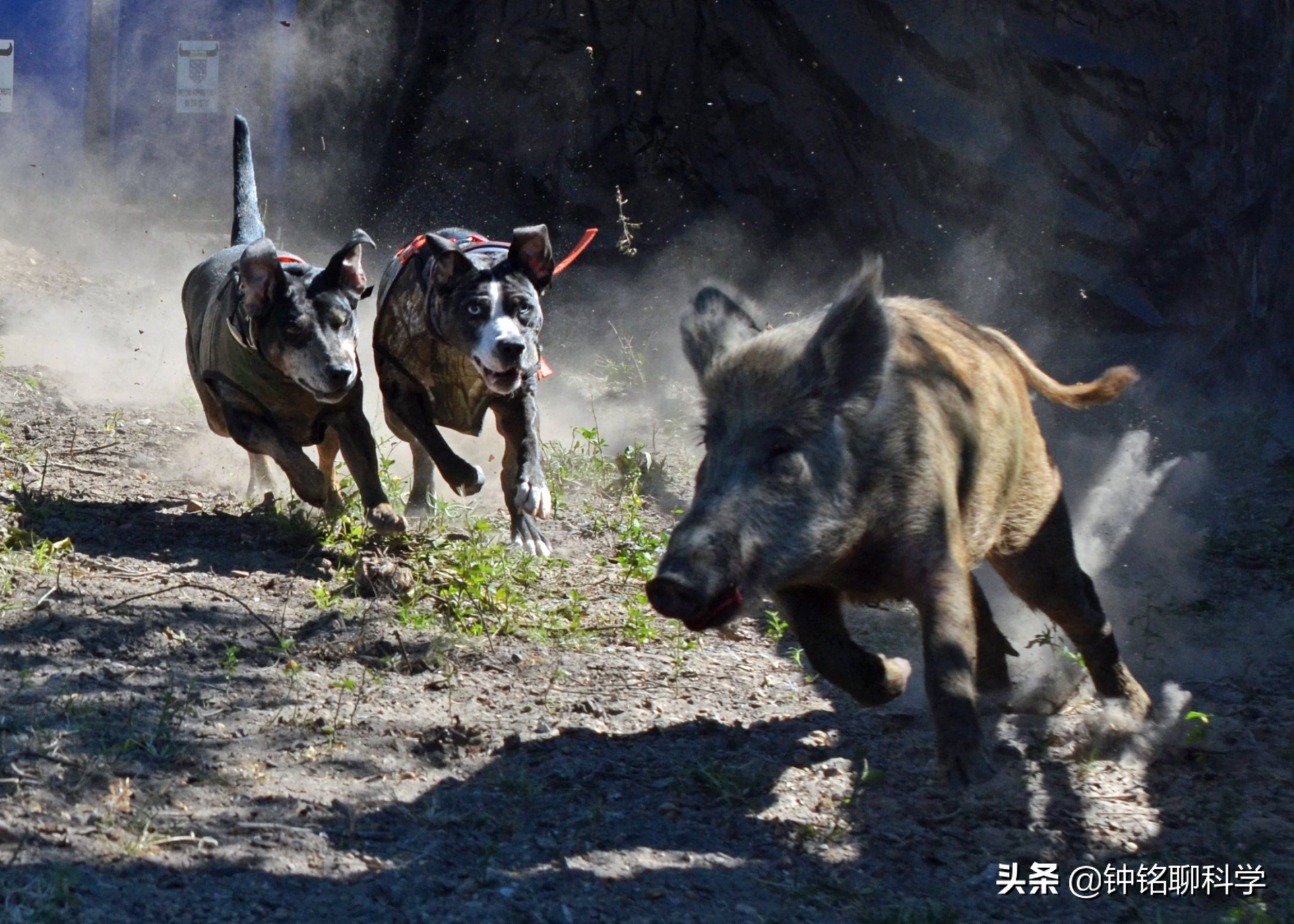 野猪怎么打,