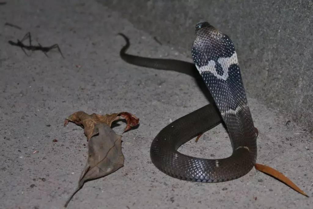 浙江男子抓了200余条眼镜蛇被判3年！专家：保护动物，每条1000元