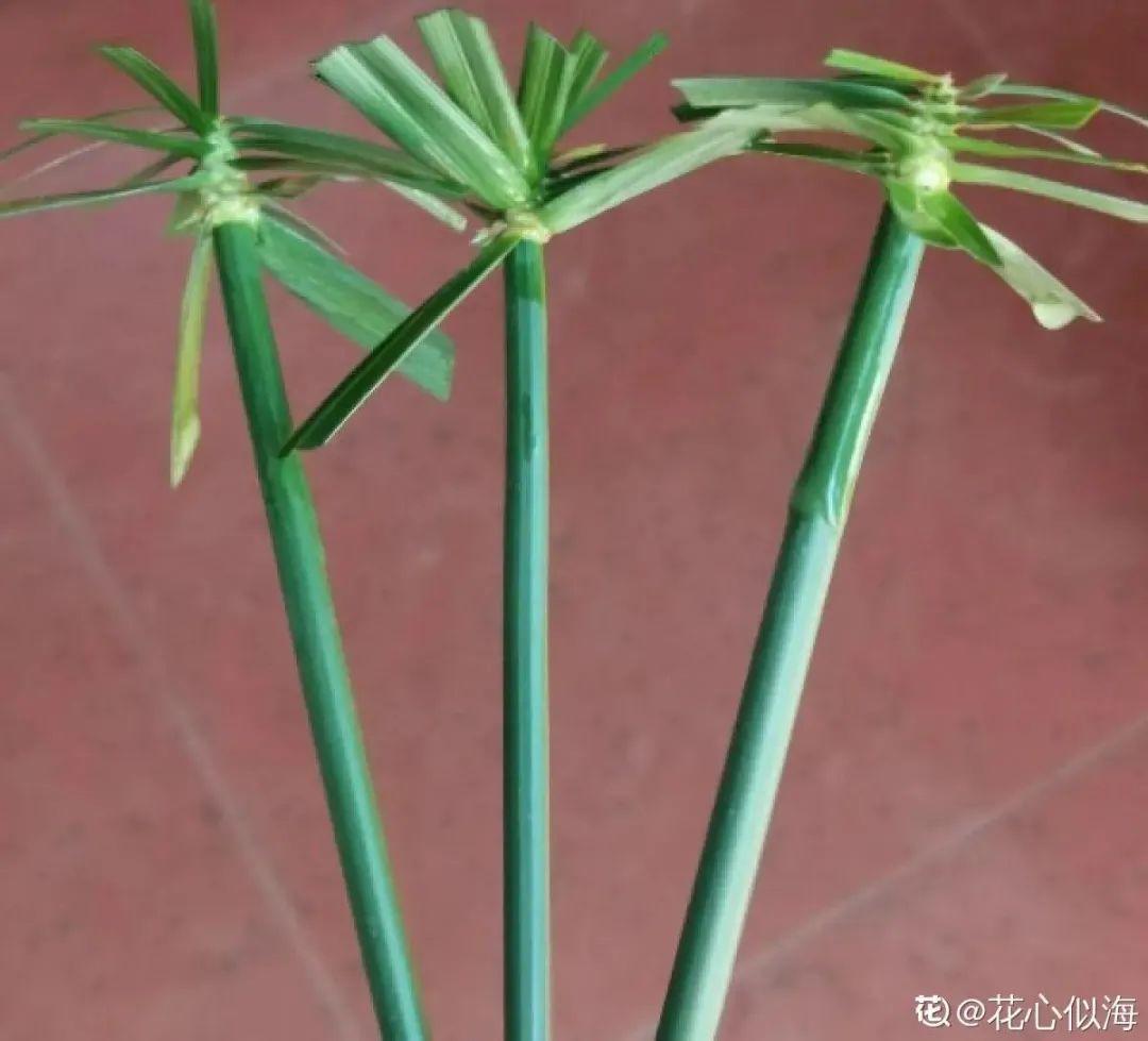 10种花太能喝水,一天一瓢水,7天爆满缸