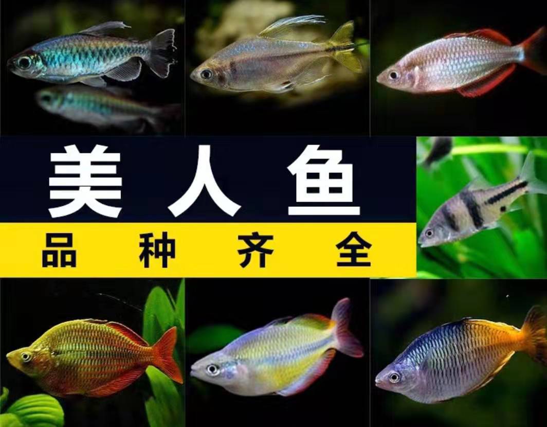彩虹鱼,一种小型易养的观赏鱼,它们很多被称为美人鱼