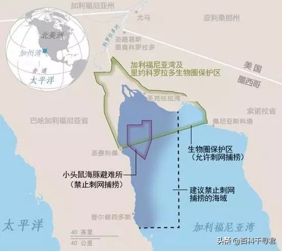 海豚是哺乳动物吗（现存数量只剩个位数的哺乳动物-加湾鼠海豚）