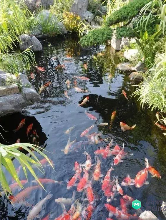 大鱼池周围只有种植的植物和景观石看起来会有些单调,可以在鱼池里面