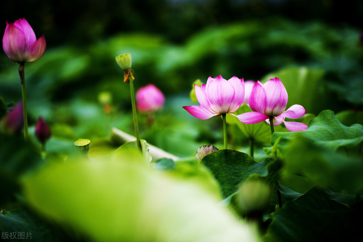 读诗｜云赏花：荷——出淤泥而不染