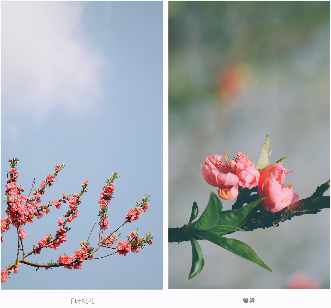 神仙颜值，惊艳来袭！中南大学“最美校花”高清大图曝光！