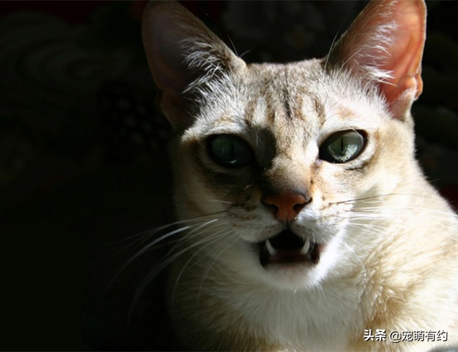 新加坡猫是什么（它是世界上体型最小也是最黏人的猫咪）