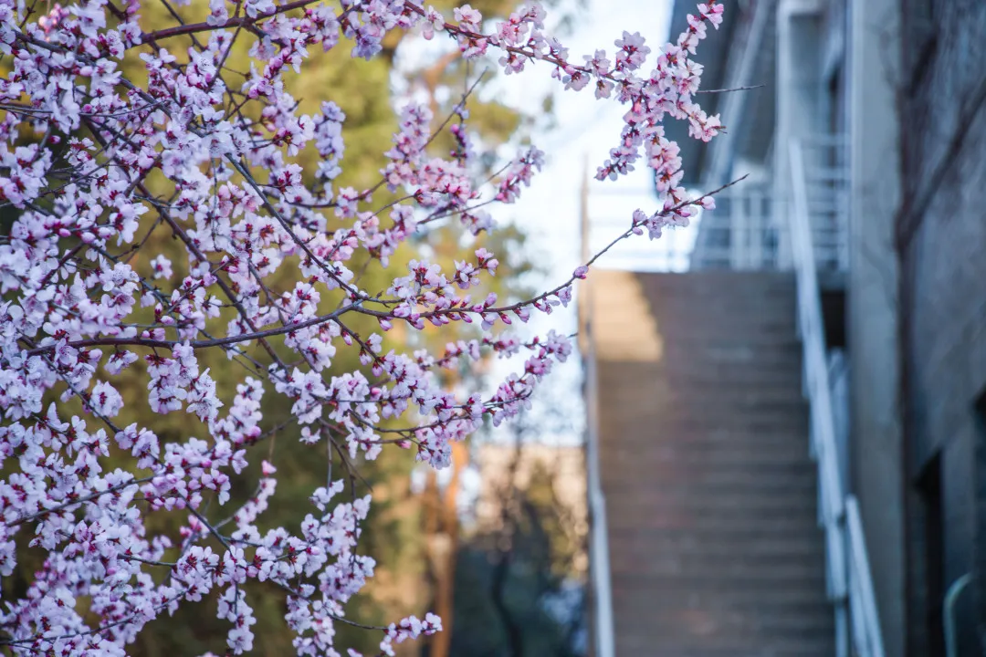 艺考资讯 | 九大美院的校园景色battle，也是神仙打架