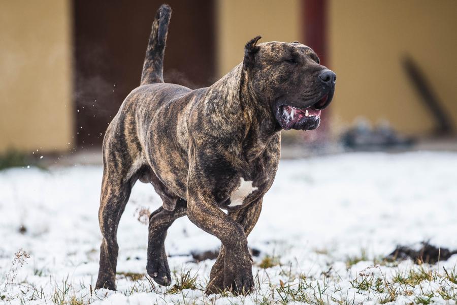 盘点世界十大大型犬排名，你都认识吗？