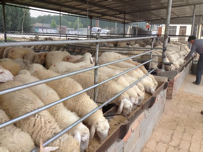 绵羊品种大全及图片名养殖绵羊哪个品种最好