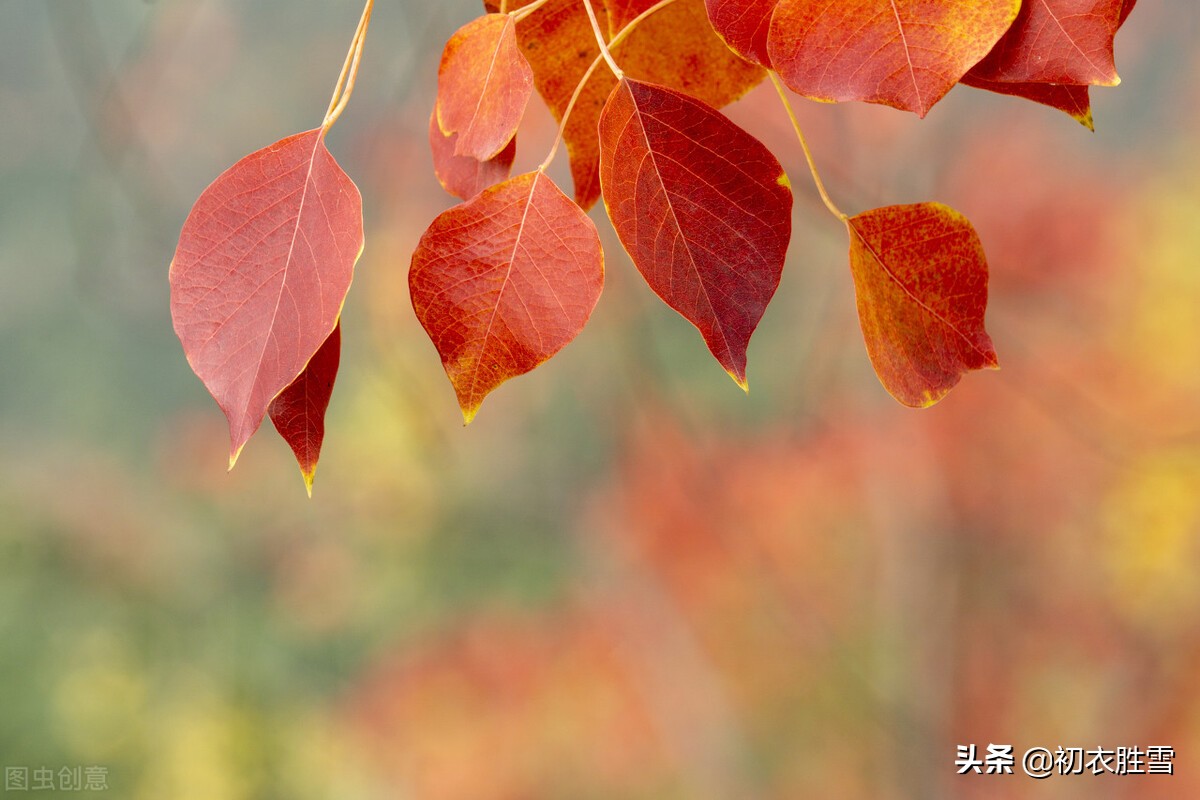 ​晚秋红叶乌桕诗词七首：风吹乌臼树，霜月迷行处