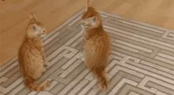 貓咪為啥會揍我？是我做錯了什么嗎？