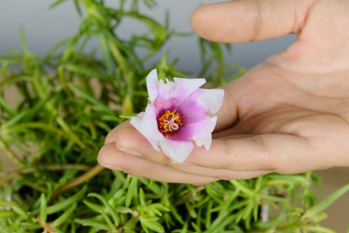 全年都开花的花,看一下这3种,家里四季如春